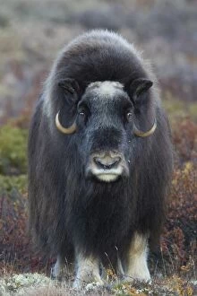 Images Dated 18th September 2016: Muskox cow portrait Muskox cow portrait Sunndalsfjella N