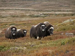Muskox. Dovrefjell NP - Norway
