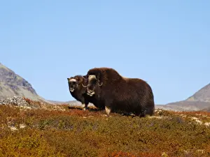Muskox Dovrefjell NP, Norway