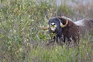 Musk Prints: Muskox - eating willow - Nome - Alaska