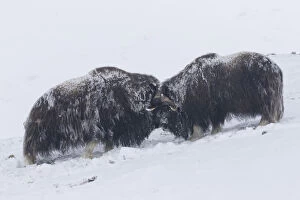 Images Dated 7th August 2020: Muskox fight 03