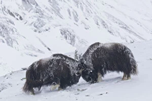 Images Dated 7th August 2020: Muskox fight 08