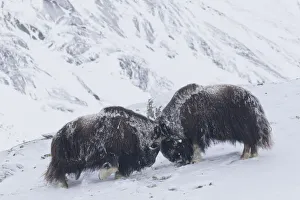 Vertebrata Collection: Muskox fight 08