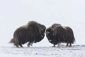 Images Dated 7th August 2020: Muskox fight 10