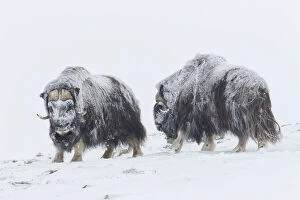 Images Dated 7th August 2020: Muskox fight 27
