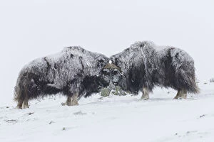 Images Dated 7th August 2020: Muskox fight 31