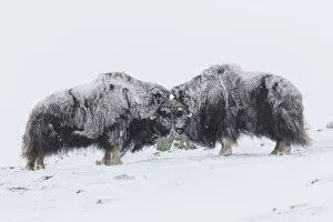 Vertebrata Collection: Muskox fight 31
