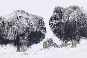 Vertebrata Collection: Muskox fight 33