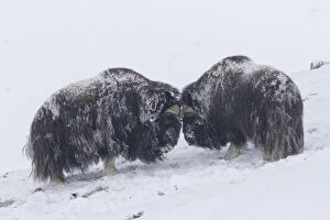 Images Dated 7th August 2020: Muskox fight 38