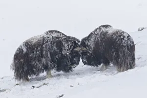 Vertebrata Collection: Muskox fight 38