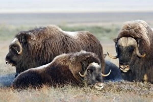 Images Dated 26th August 2008: Muskox - male on the right - Nome - Alaska
