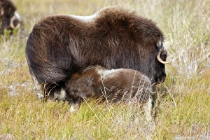 Images Dated 26th August 2008: Muskox - mother breastfeeding baby - Nome - Seward peninsula - Alaska