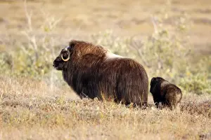 Musk Prints: Muskox - mother and young - Seward Peninsula - Alaska