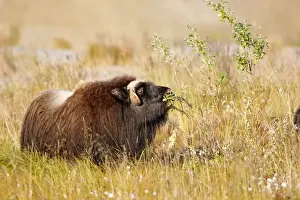 Muskox - Nome - Alaska
