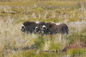 Images Dated 26th August 2008: Muskox - Nome - Alaska