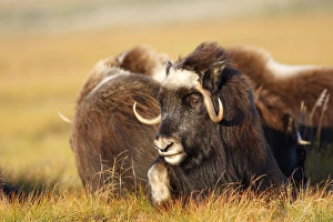 Images Dated 26th August 2008: Muskox - Nome - Alaska