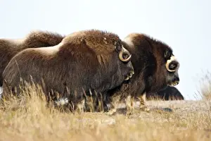 Muskox - Nome - Alaska