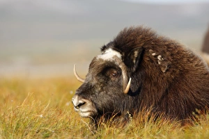 Images Dated 26th August 2008: Muskox - Nome - Alaska