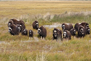 Images Dated 26th August 2008: Muskox - Nome - Alaska