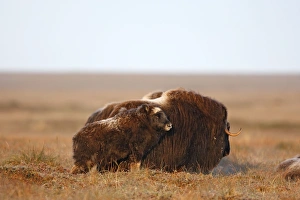 Images Dated 26th August 2008: Muskox - Nome - Alaska