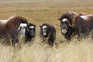 Images Dated 26th August 2008: Muskox - Nome - Alaska
