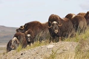 Images Dated 26th August 2008: Muskox - Nome - Alaska