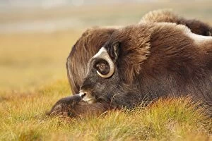 Images Dated 26th August 2008: Muskox - Nome - Alaska
