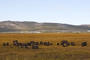 Images Dated 26th August 2008: Muskox - Nome - Alaska