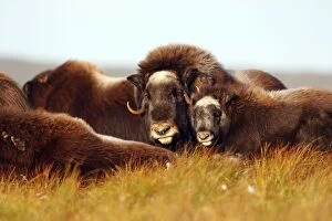 Images Dated 26th August 2008: Muskox - Nome - Alaska