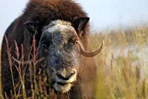 Muskox - Nome - Alaska