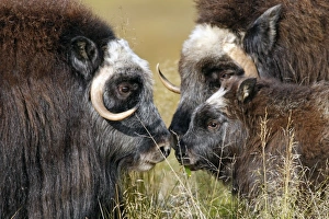 Images Dated 26th August 2008: Muskox - Nome - Seward peninsula - Alaska