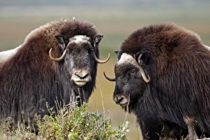 Images Dated 26th August 2008: Muskox - Nome - Seward peninsula - Alaska