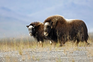 Images Dated 26th August 2008: Muskox - Nome - Seward peninsula - Alaska