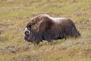 Images Dated 26th August 2008: Muskox - Nome - Seward peninsula - Alaska
