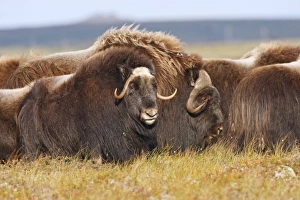 Images Dated 26th August 2008: Muskox - Nome - Seward peninsula - Alaska