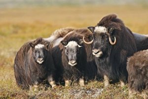 Images Dated 26th August 2008: Muskox - Nome - Seward peninsula - Alaska