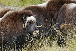 Images Dated 26th August 2008: Muskox - Nome - Seward peninsula - Alaska