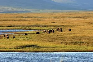 Muskox - Nome - Seward peninsula - Alaska