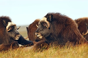 Images Dated 26th August 2008: Muskox - Nome - Seward peninsula - Alaska