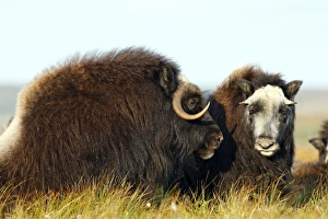 Images Dated 26th August 2008: Muskox - Nome - Seward peninsula - Alaska