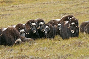Images Dated 26th August 2008: Muskox - Nome - Seward peninsula - Alaska