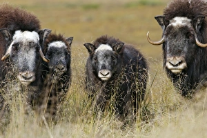 Images Dated 26th August 2008: Muskox - Nome - Seward peninsula - Alaska