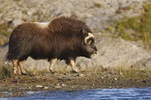 Walk Prints: Muskox - Seward Peninsula - Alaska