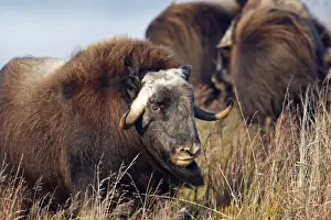 Muskox - Seward Peninsula - Alaska