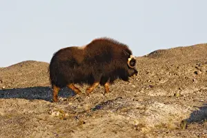 Muskox - Seward Peninsula - Alaska