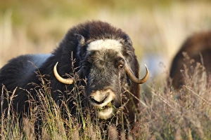 Mammifere Collection: Muskox - Seward Peninsula - Alaska
