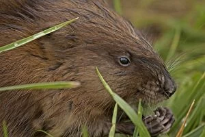 Images Dated 21st October 2014: Muskrat