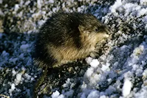 Muskrat