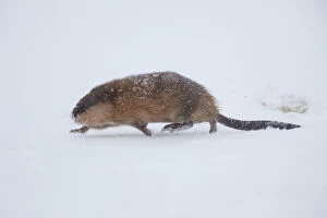 New Images March 2018 Gallery: Muskrat - adult in snow - Germany