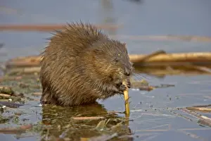 Gnawing Prints: Muskrat - Biting on reed, chiefly aquatic-lives in marshes